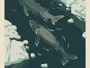 Cotton Fabric Panel, 43"/44" Wide National Parks in Glacier Bay by Riley Blake Designs